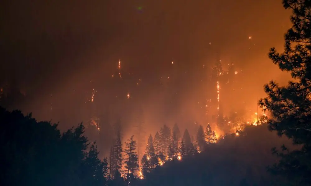 trees on fire
