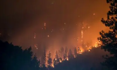 trees on fire