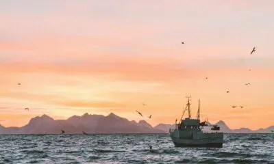 white sailboat in body of water during sunset