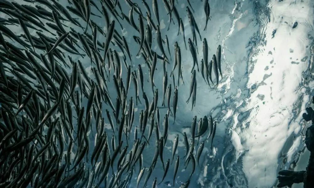 school of gray fish