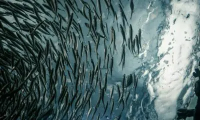 school of gray fish